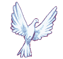 colombe_004.gif