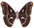 papillon.gif