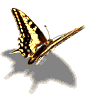 papillon2.gif